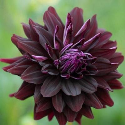 dahlia-hollyhill-dark-beauty