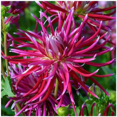 dahlia-hollyhill-spiderwoman