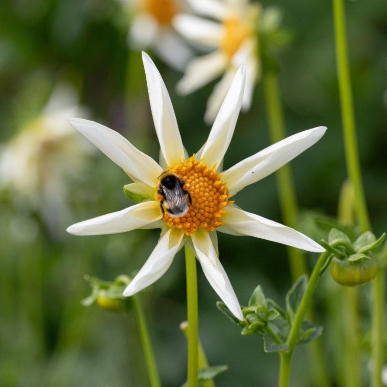 Dahlia 'Honka Creme' plant