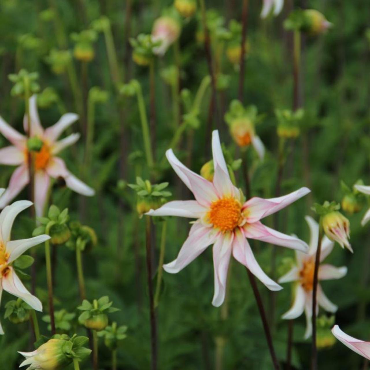 Dahlia 'Honka Fragile' plant