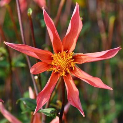 dahlia-honka-orange