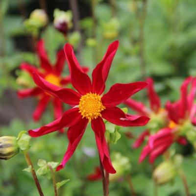 dahlia-honka-rood