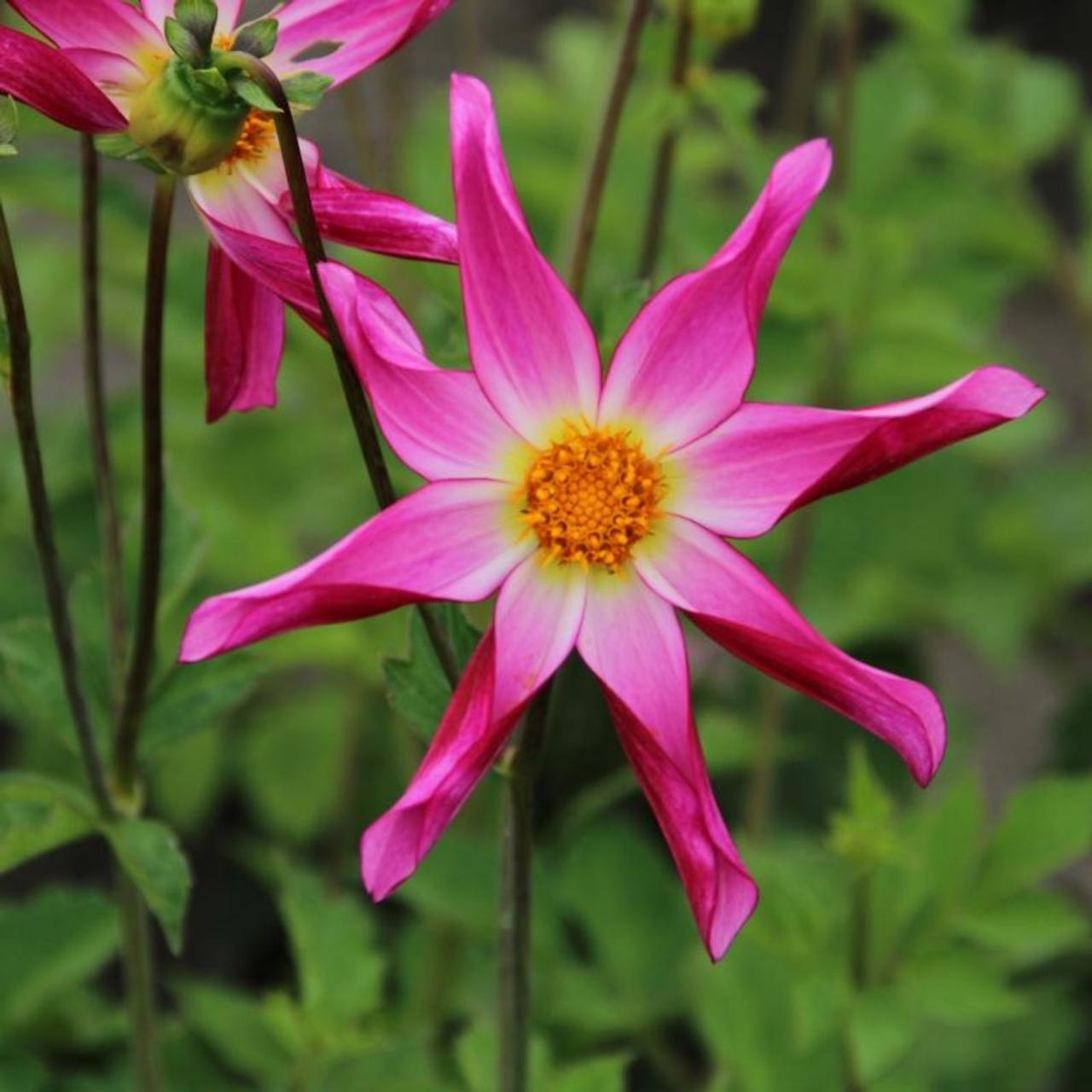 Dahlia 'Honka Roze' plant