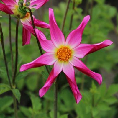 dahlia-honka-roze