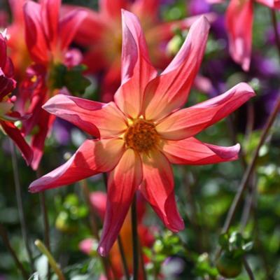 dahlia-honka-surprise