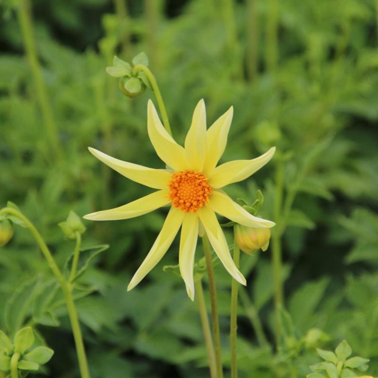 Dahlia 'Honka' plant