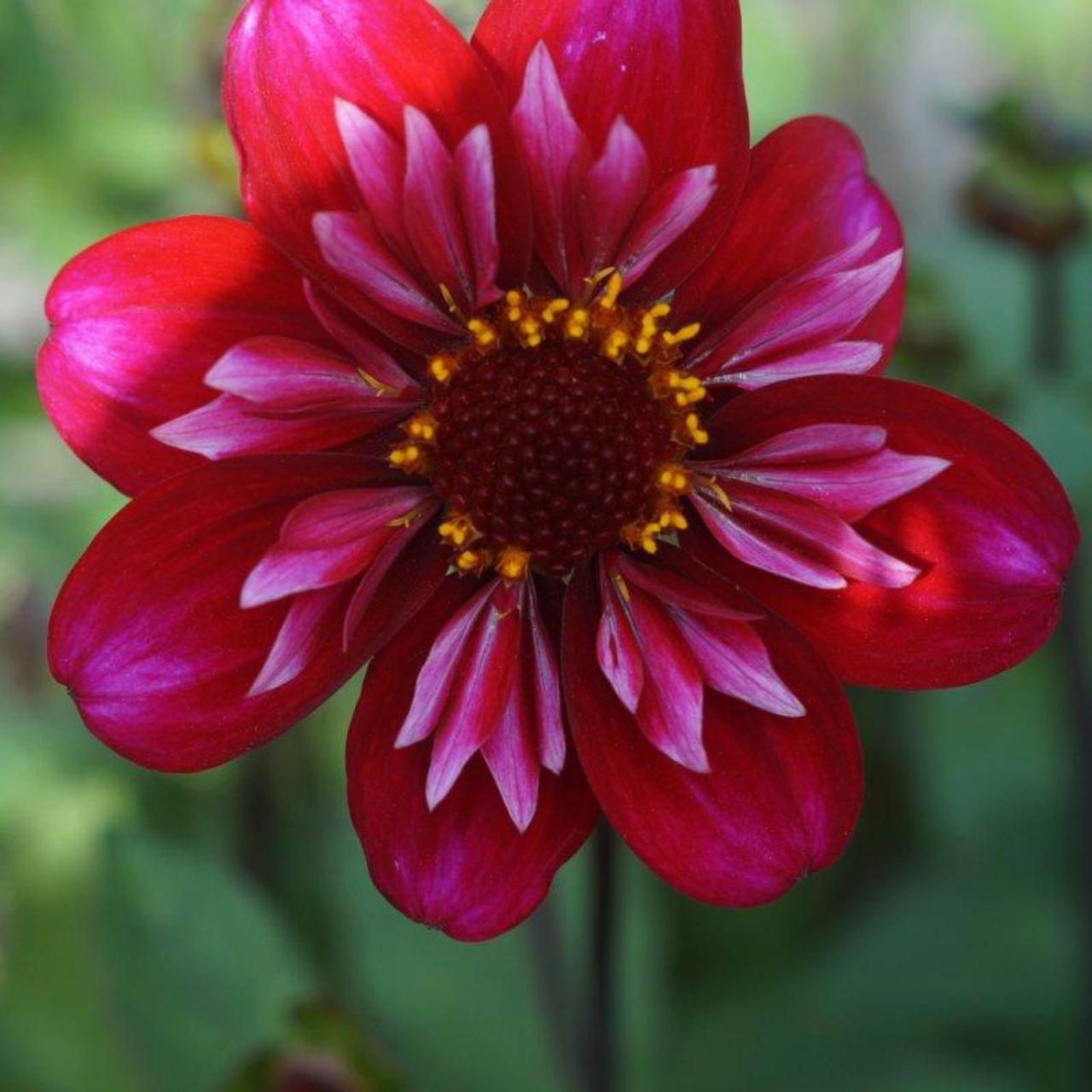 Dahlia 'Hootenanny Swan Island' plant