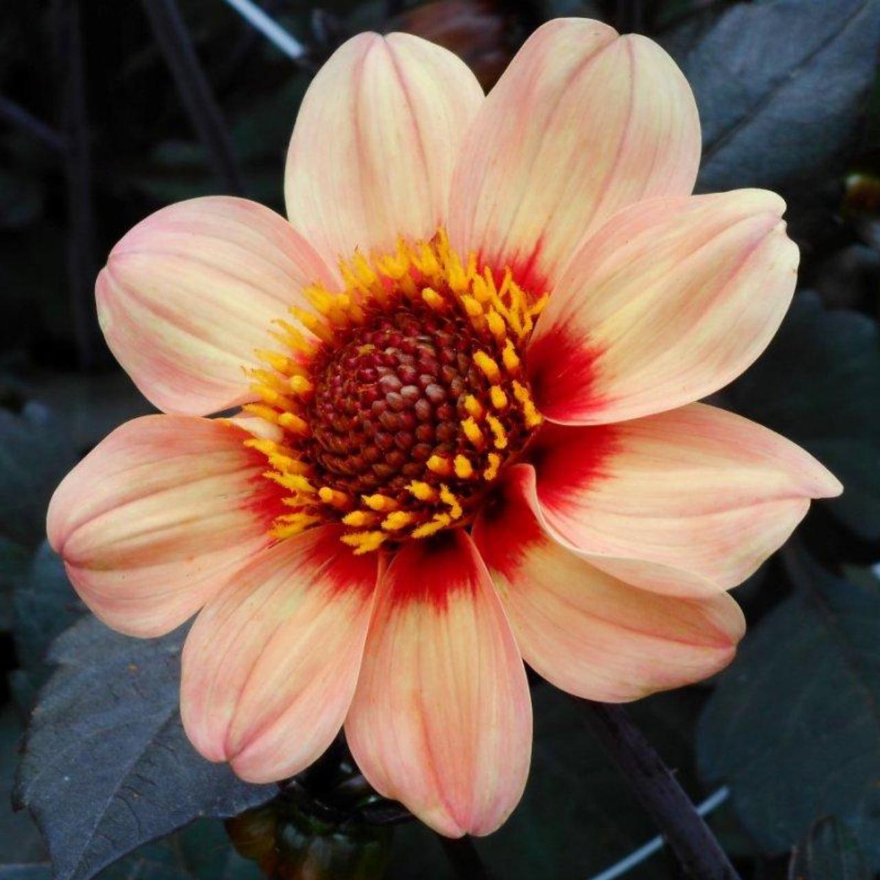 Dahlia 'HS First Love' plant