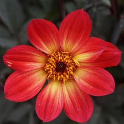 dahlia-hs-flame