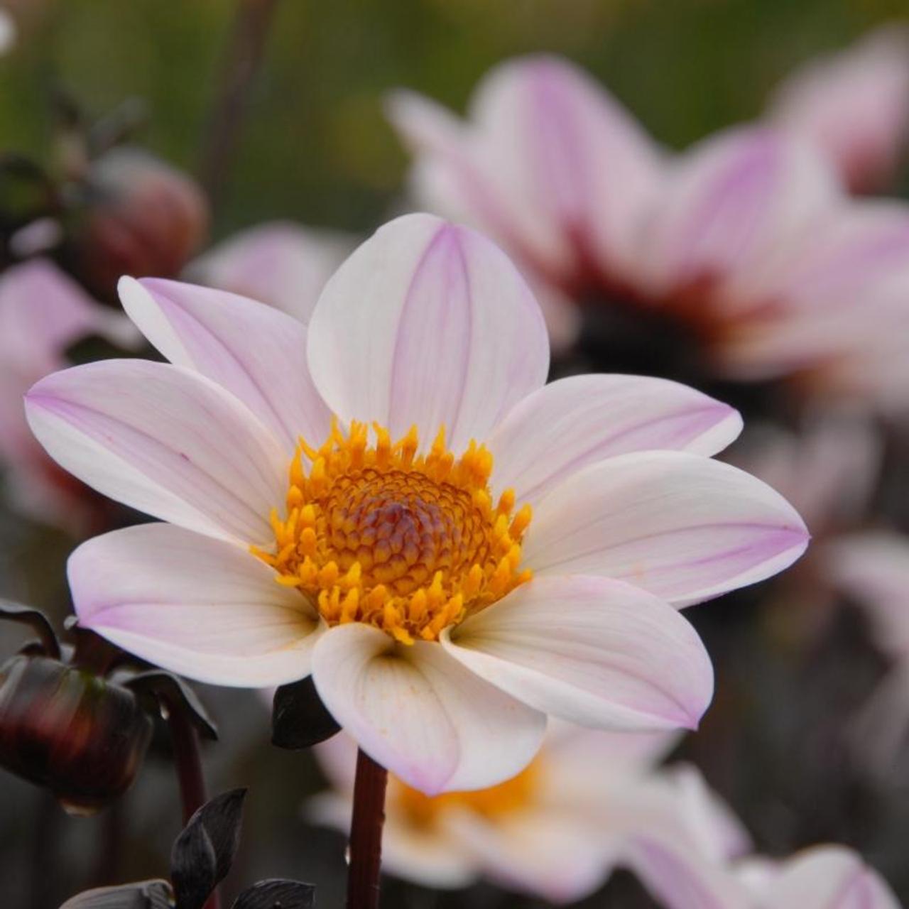 Dahlia 'HS Princess' plant