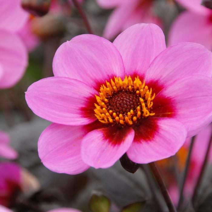 Dahlia 'HS Wink' plant