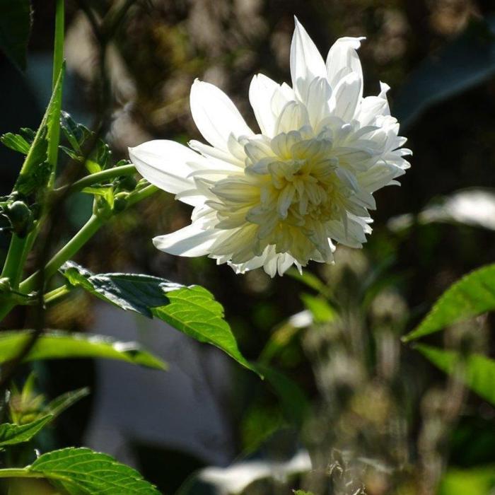 Dahlia 'Imperialis zaailing wit' plant