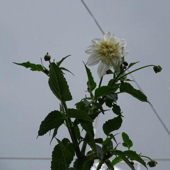 Dahlia 'Imperialis zaailing wit' plant