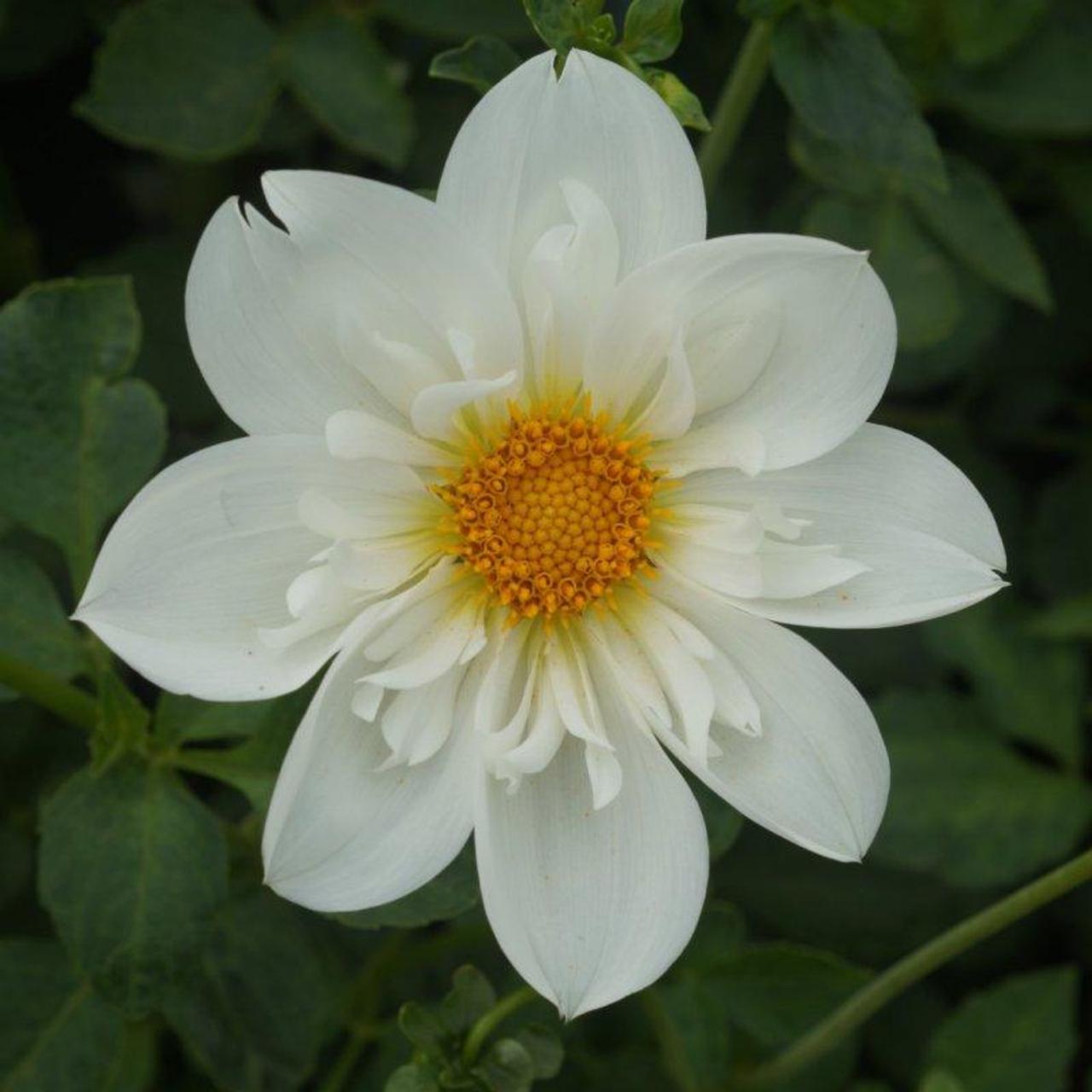 Dahlia 'Impression Flamenco' plant