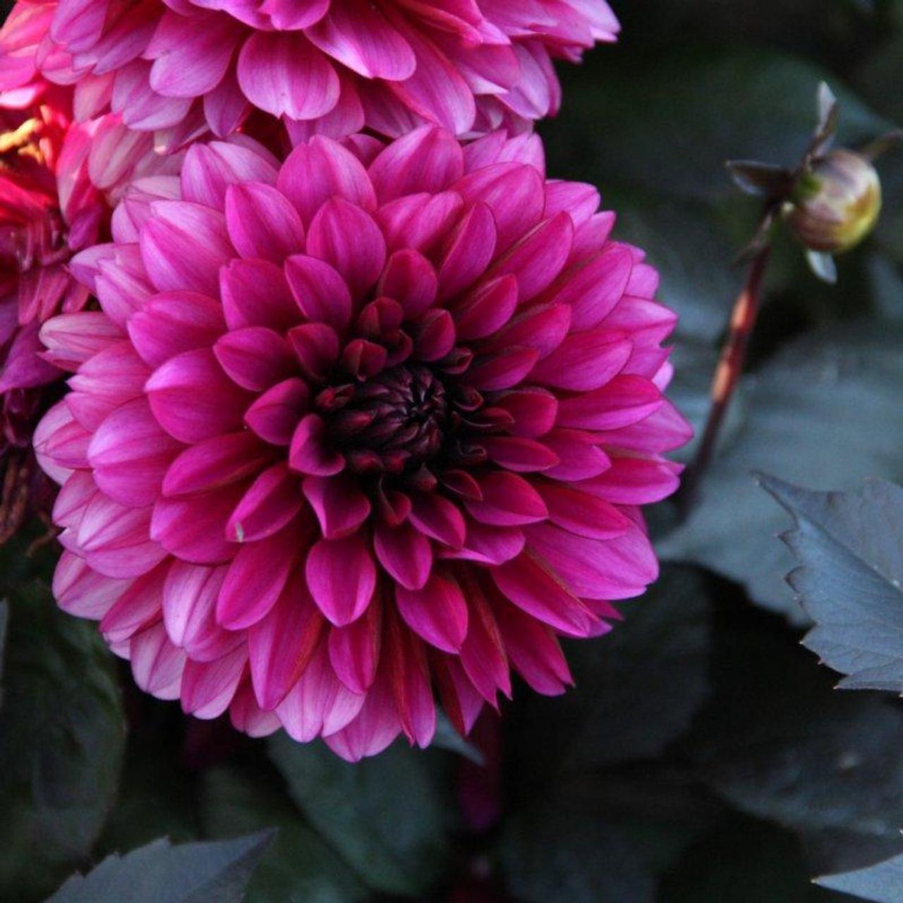 Dahlia 'Jennifer Mary Ellen' plant