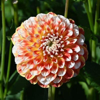 dahlia-jowey-fantasy