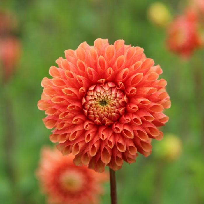 Dahlia 'Jowey Linda' plant