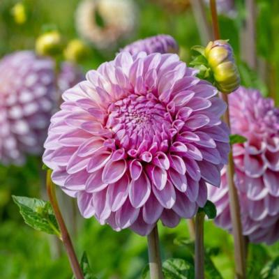 dahlia-jowey-louise-1501