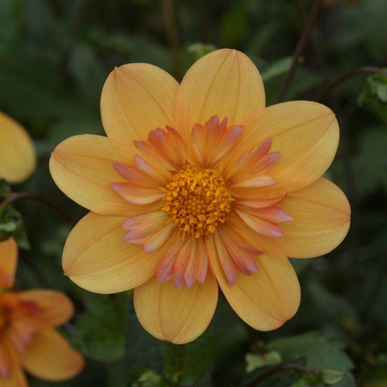 Dahlia 'Kelsey Annie Joy' plant