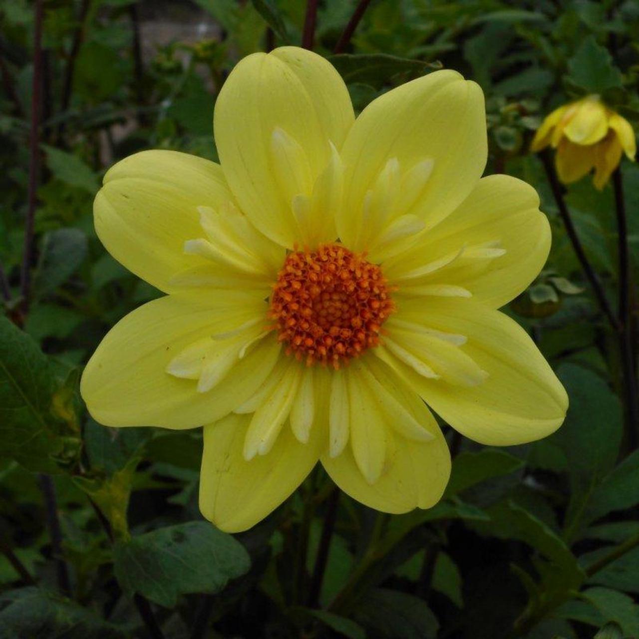 dahlia-kelsey-sunshine Dahlia 'Kelsey Sunshine' plant