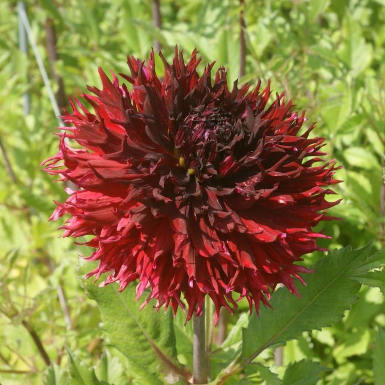 Dahlia 'Kenora Macop-B' plant