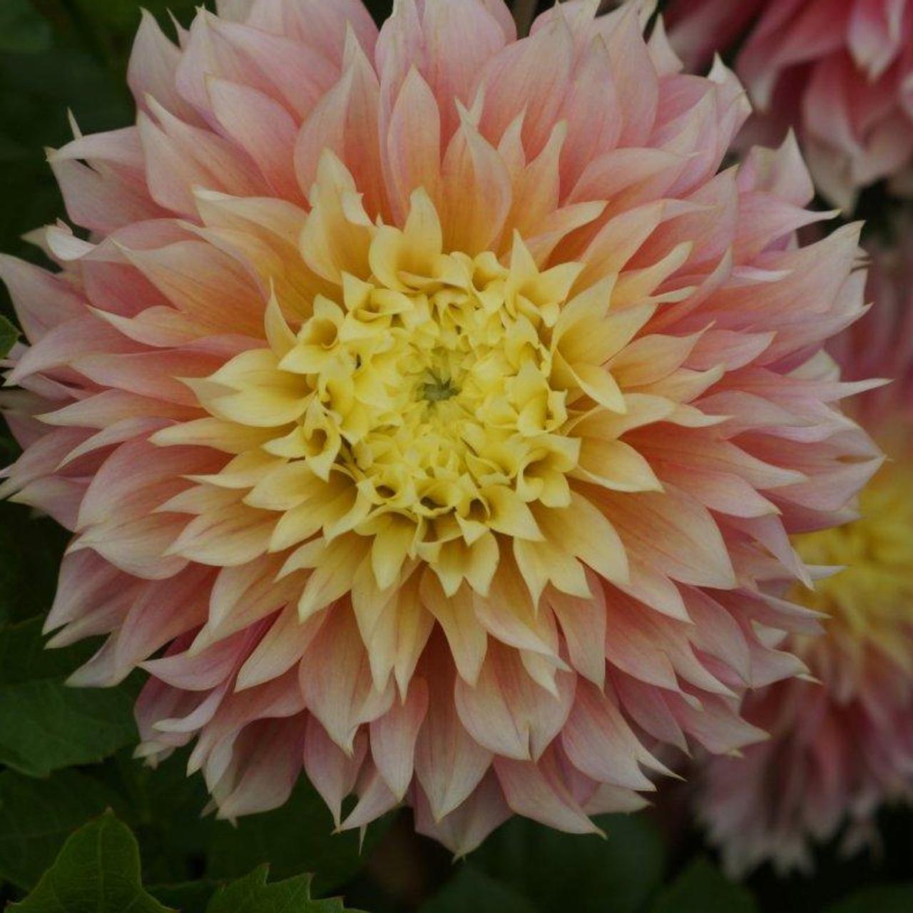 Dahlia 'Kogane Fubuki' plant