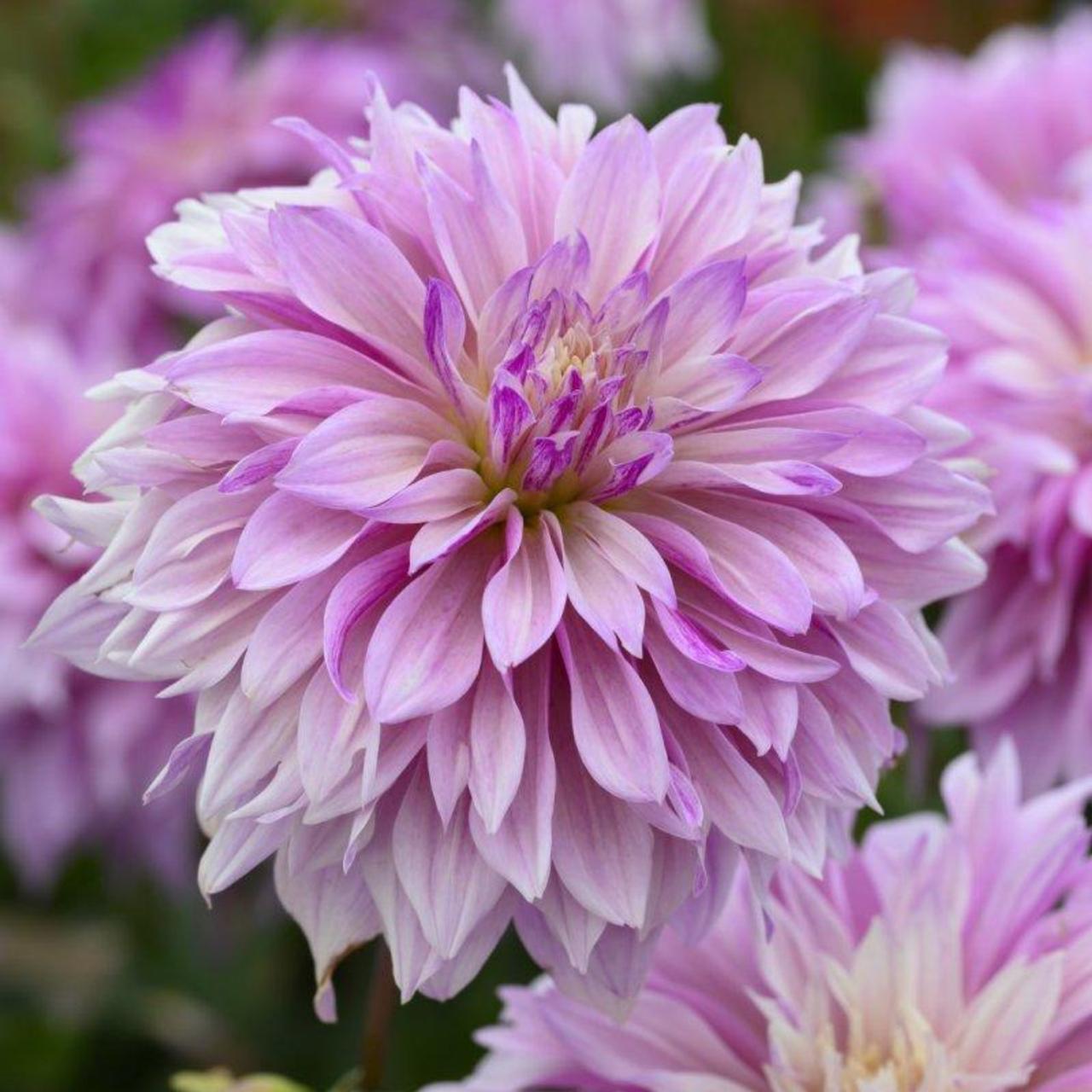 Dahlia 'Labyrinth Twotone' plant