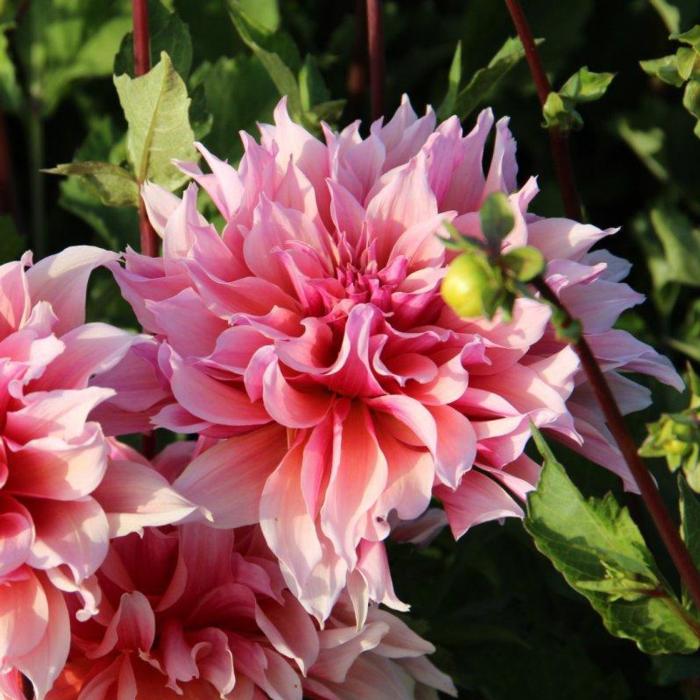 Dahlia 'Labyrinth' plant