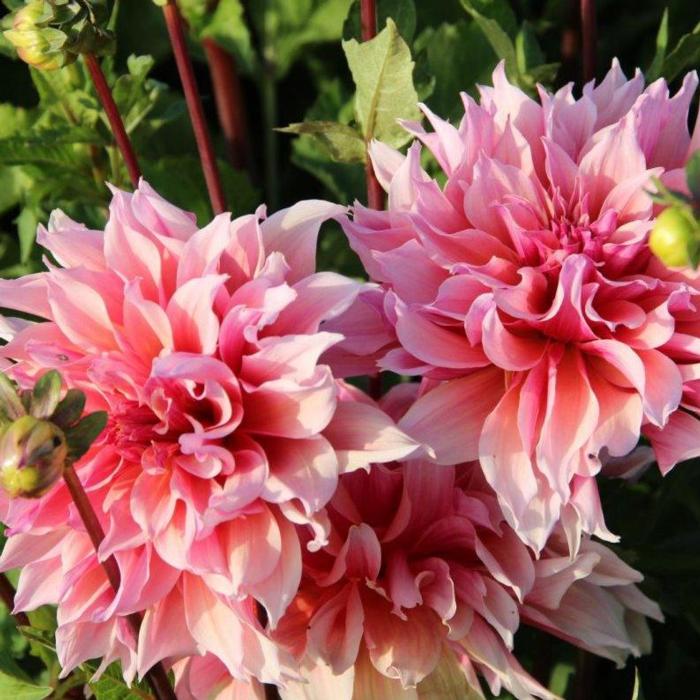 Dahlia 'Labyrinth' plant