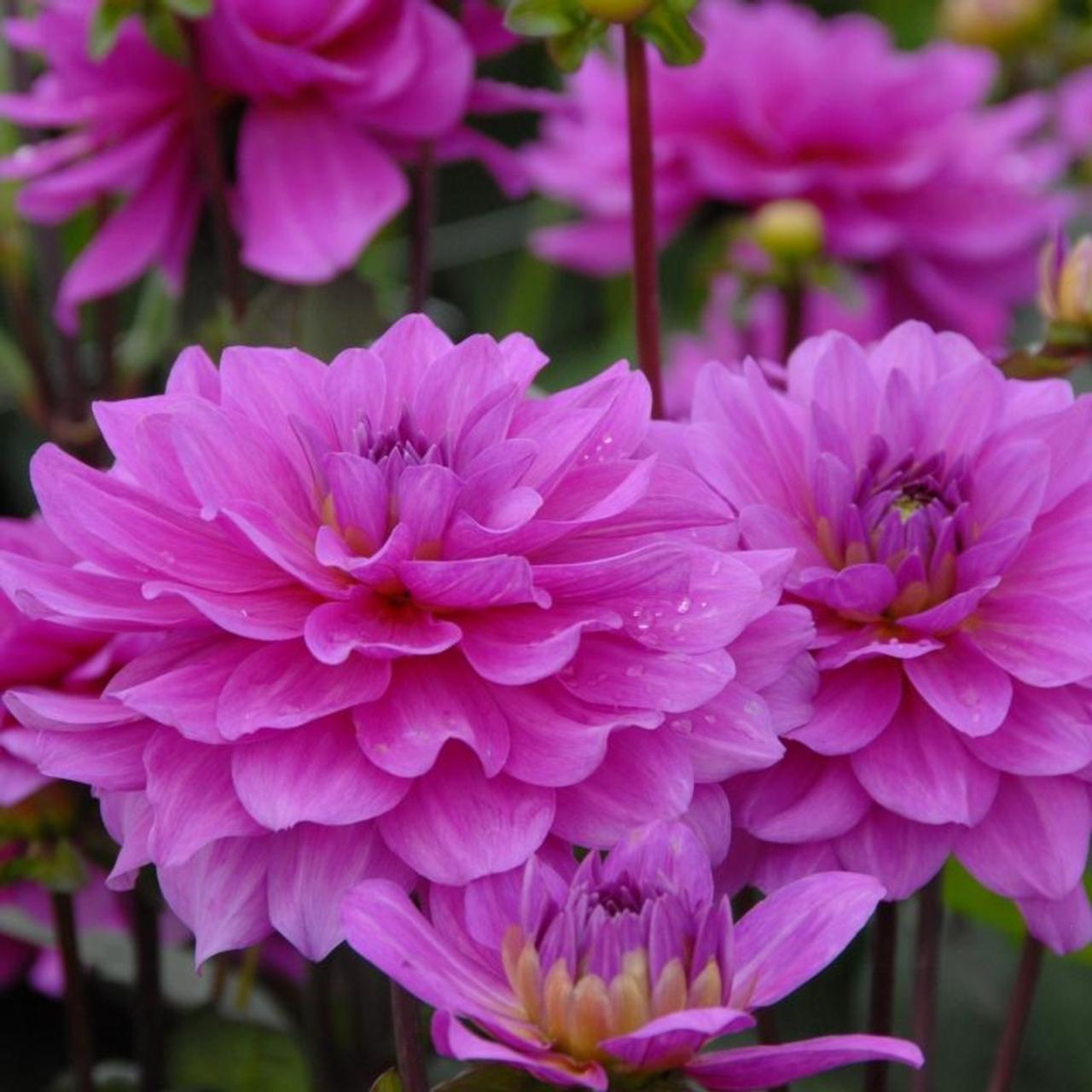 Dahlia 'Lagoon' plant