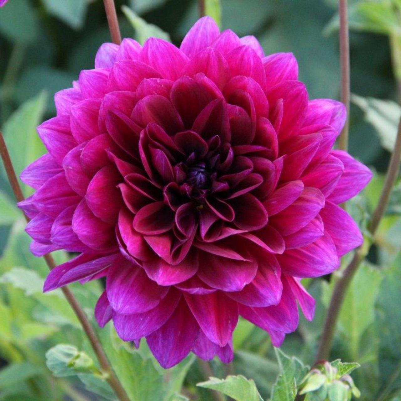 Dahlia 'Le Baron' plant