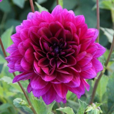 dahlia-le-baron