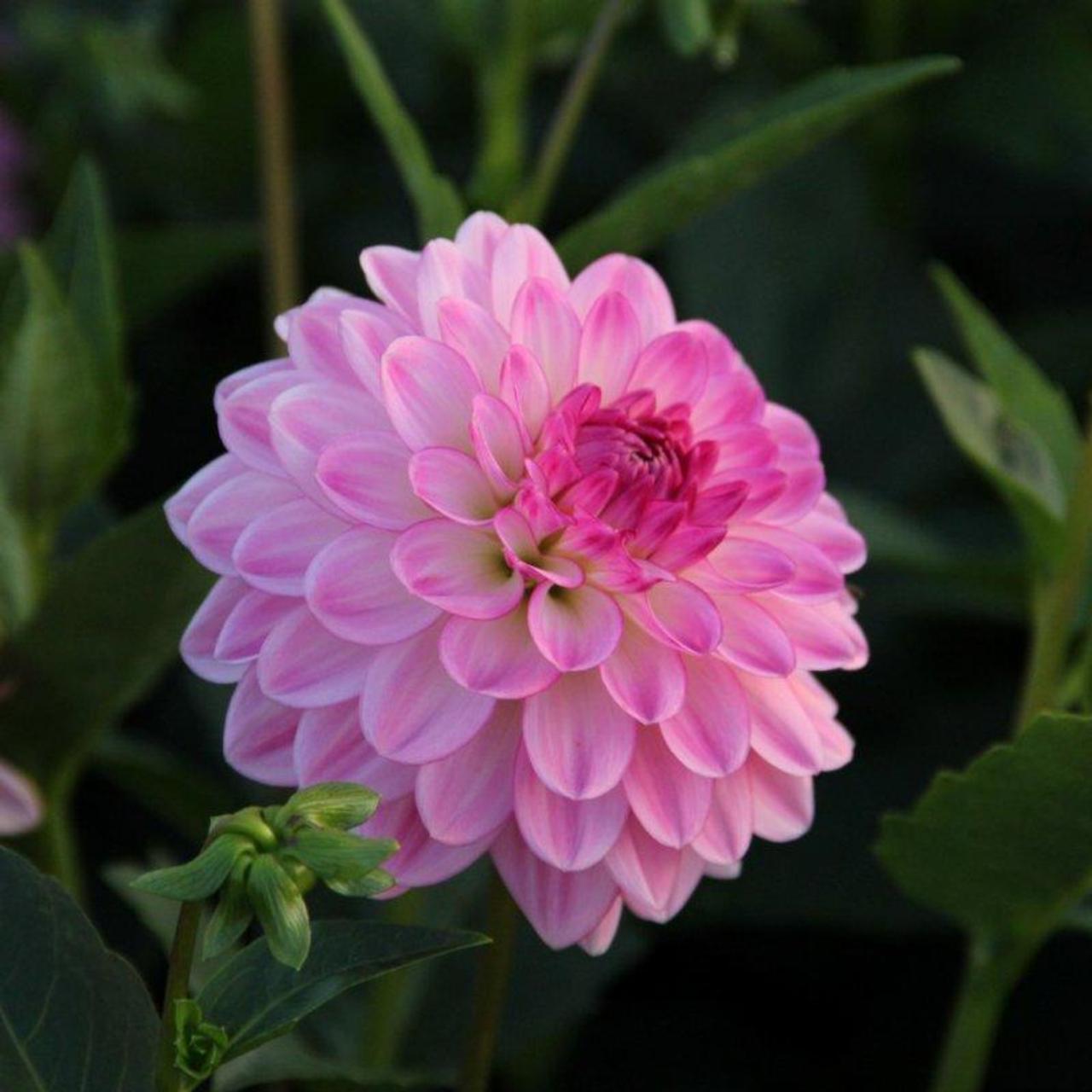 Dahlia 'Lenny's Dream' plant