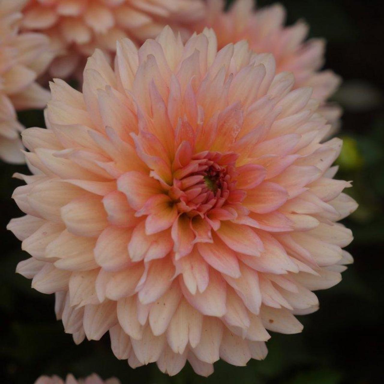 Dahlia 'Leonardo' plant