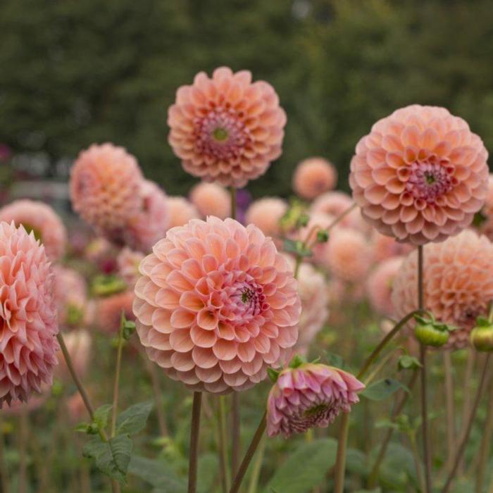 Dahlia 'Linda's Baby' plant