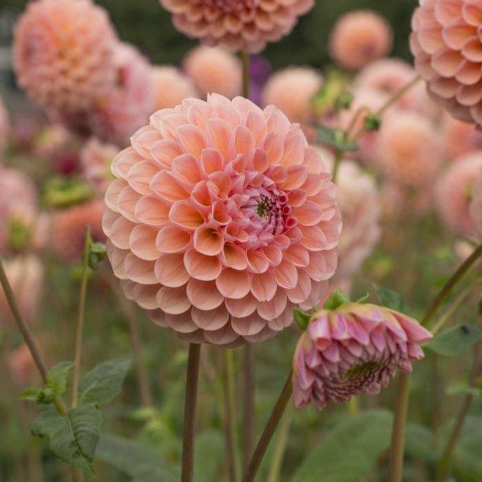 Dahlia 'Linda's Baby' plant