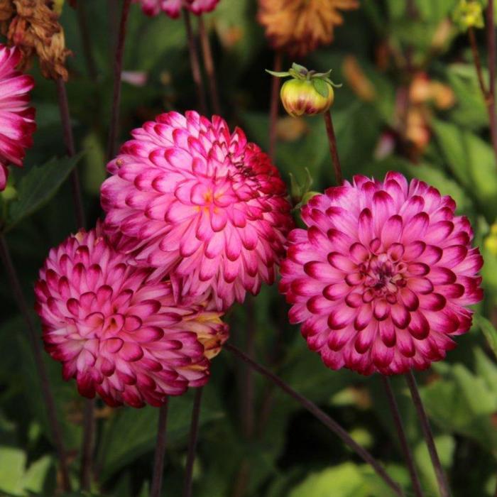 Dahlia 'Little Robert ' plant