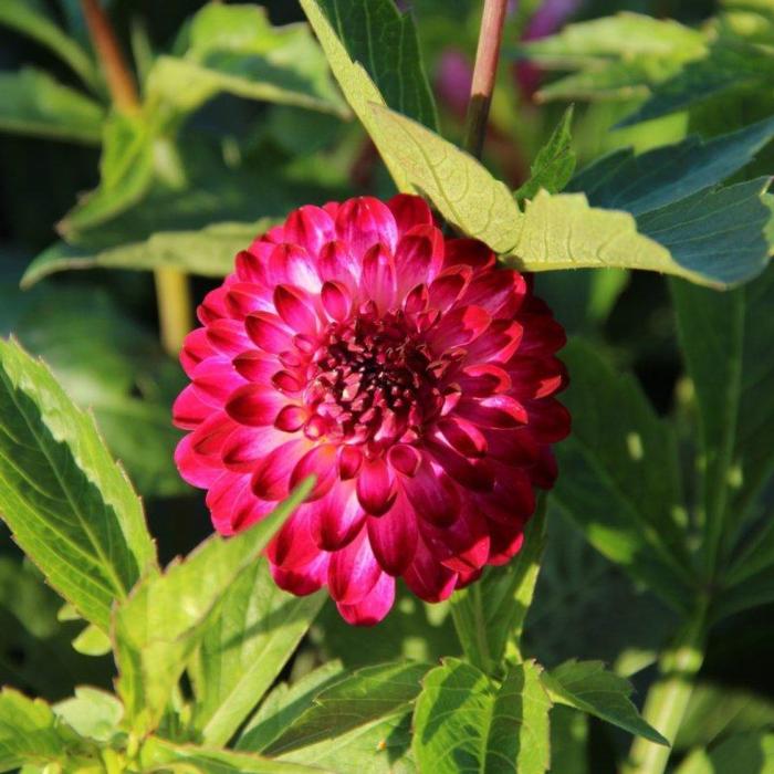 Dahlia 'Little Robert ' plant