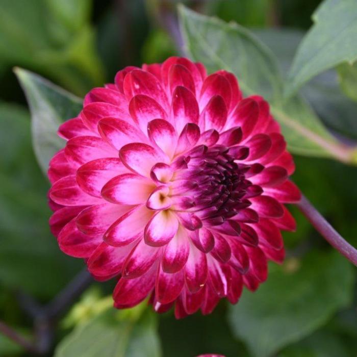 Dahlia 'Little Robert ' plant