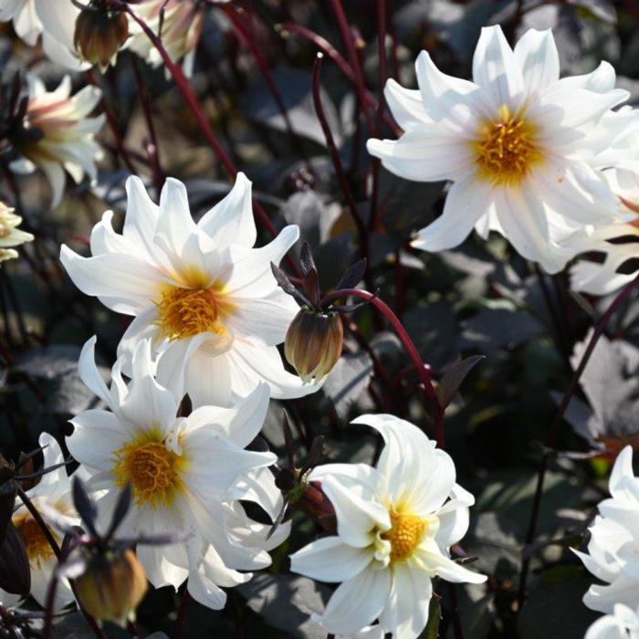 Dahlia 'Little Swan' plant