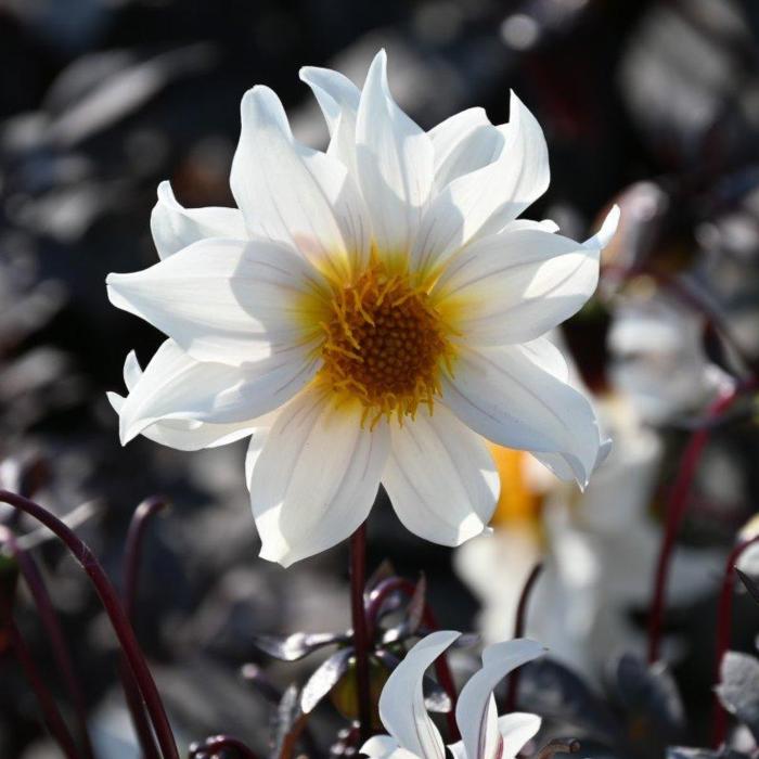 Dahlia 'Little Swan' plant