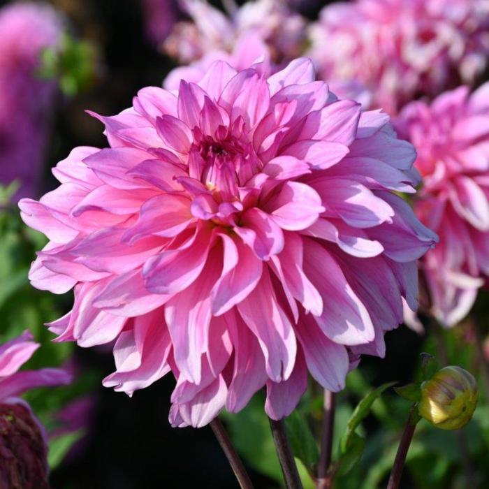 Dahlia 'Lizz Baaij' plant