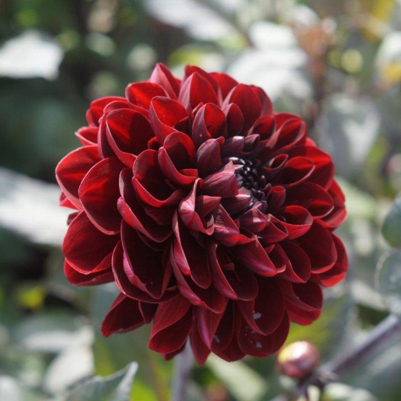 Dahlia 'Manoa' plant