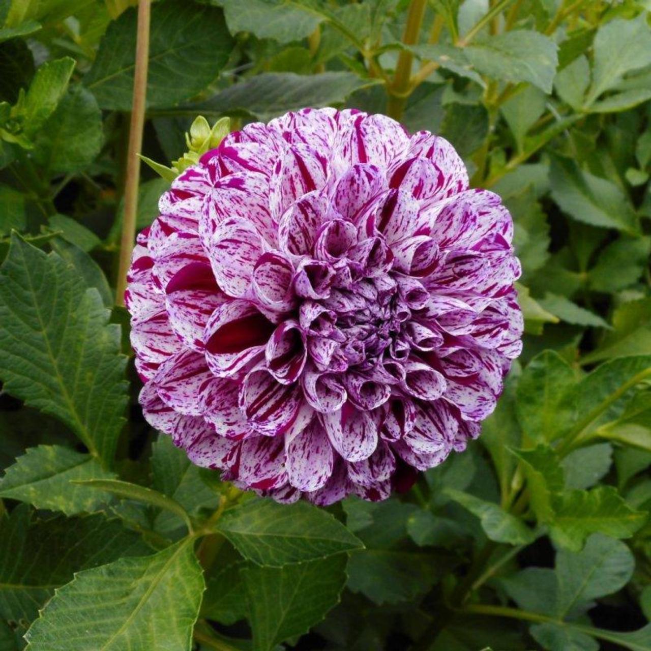 Dahlia 'Marble Ball' plant