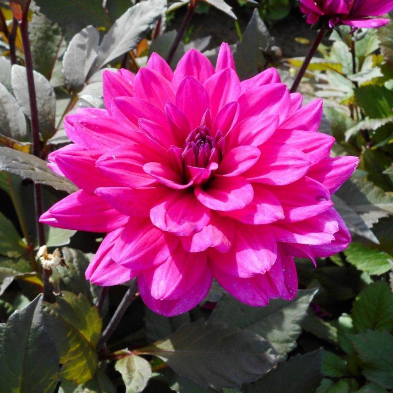 Dahlia 'Marcel Daussault' plant