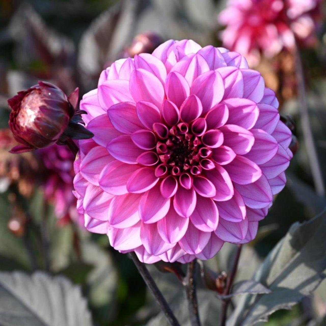 Dahlia 'Melisse Annemarijke' plant