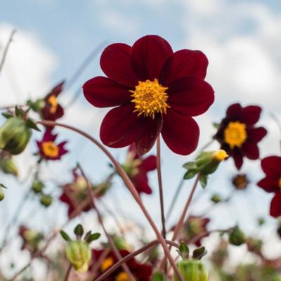 dahlia-mexican-star