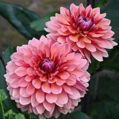 dahlia-missis-dutch