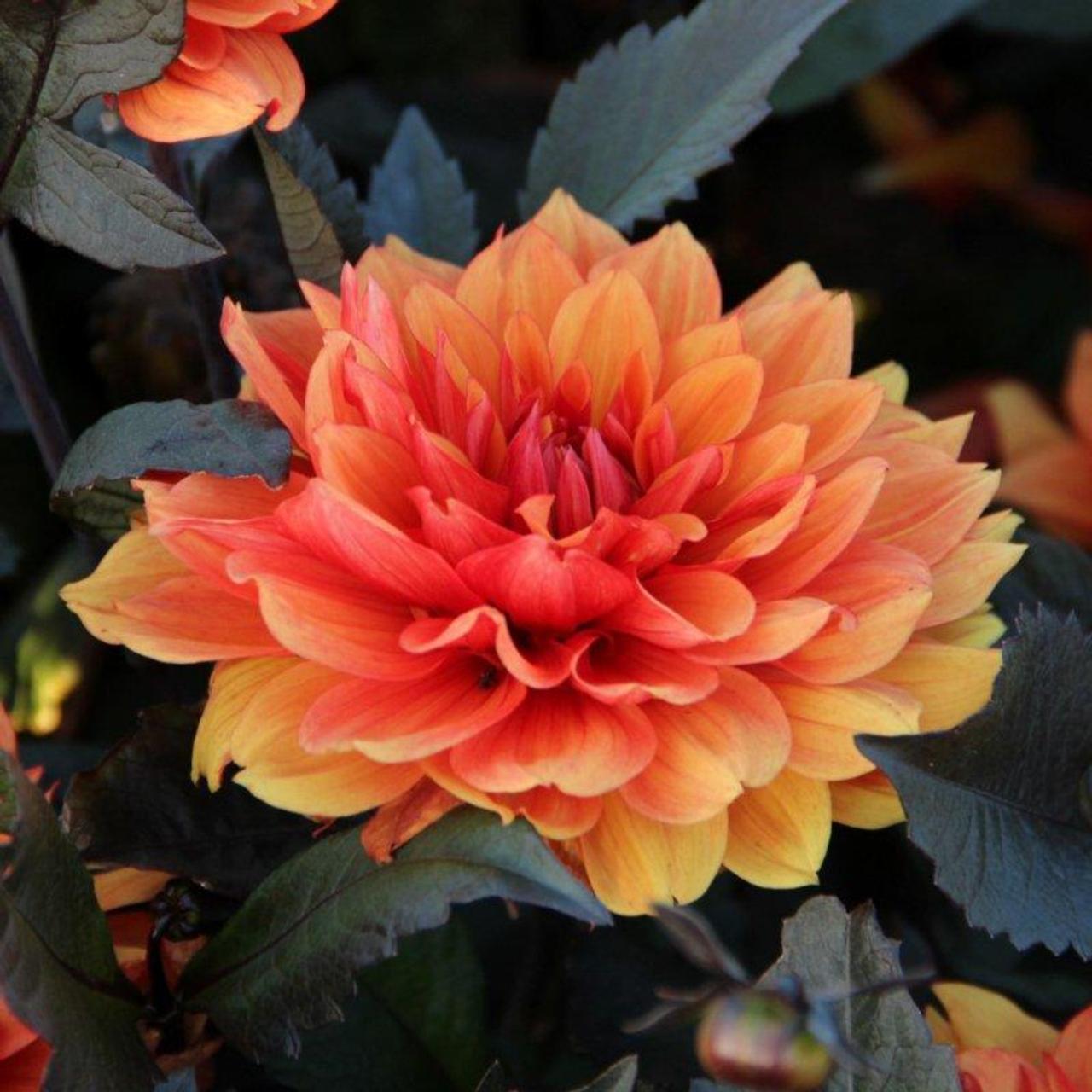 Dahlia 'Missis Trucella' plant