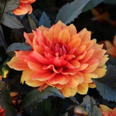 dahlia-missis-trucella